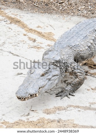 a photography of a large alligator with its mouth open and its teeth wide open.