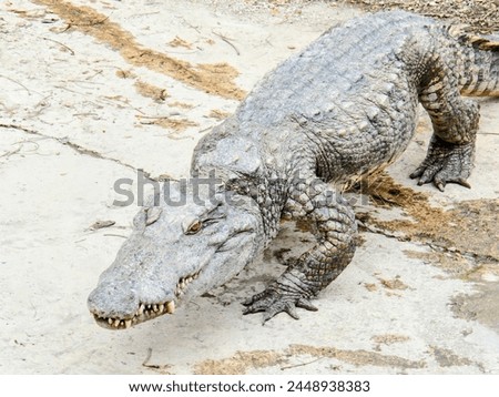 a photography of a large alligator with its mouth open and its teeth wide open.