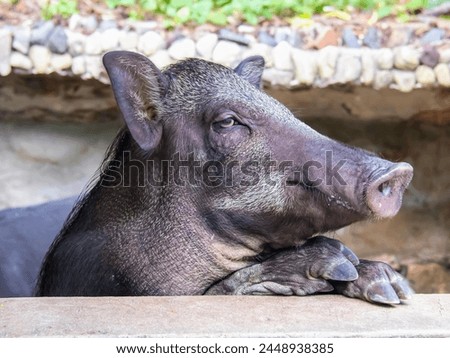 a photography of a pig with a very large nose and a big nose.