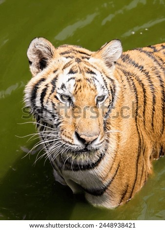 a photography of a tiger in the water with its eyes open.