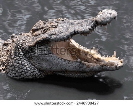 a photography of a crocodile with its mouth open and its teeth wide open.