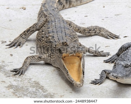 a photography of a crocodile with its mouth open and a crocodile with its mouth open.