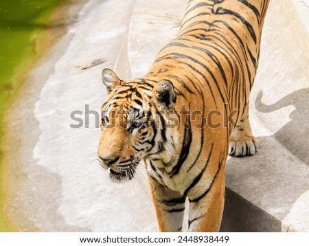 a photography of a tiger walking on a concrete surface.