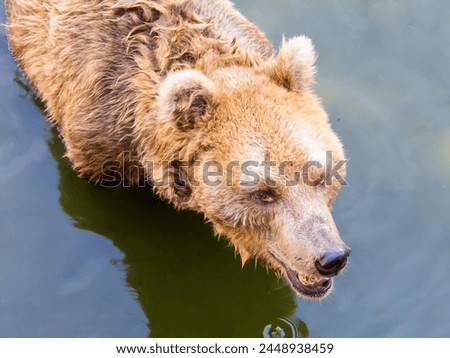 a photography of a bear in the water with its head above the water.