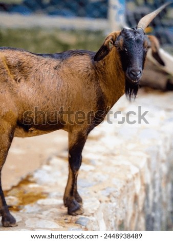 a photography of a goat standing on a ledge in a zoo.