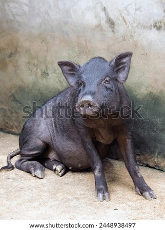 a photography of a pig sitting on the ground in front of a wall.
