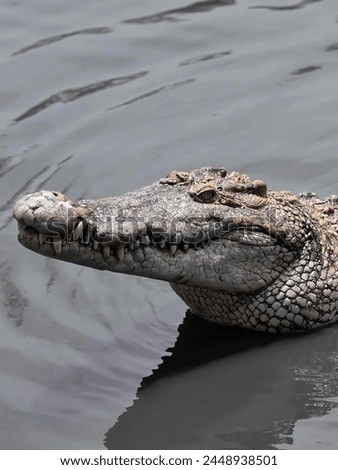 a photography of a crocodile in the water with its mouth open.