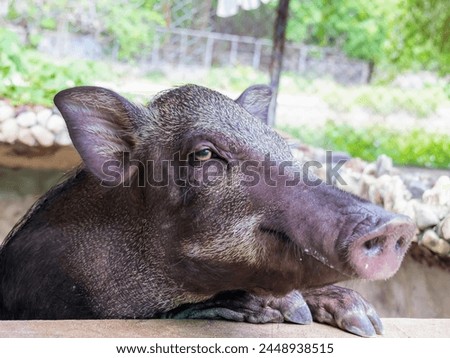 a photography of a pig with a very large nose and a big nose.