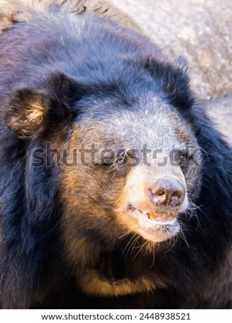 a photography of a black bear with a white face and a brown nose.