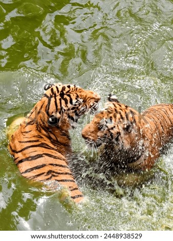 a photography of two tigers playing in the water with each other.