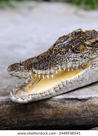 a photography of a crocodile with its mouth open and its teeth wide open.
