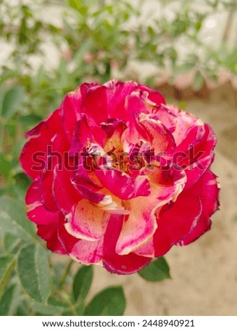A beautiful rose describes the beauty of nature.