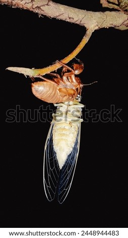 Cicadas molt during the night
The photo was taken on April 13, 2024 Royalty-Free Stock Photo #2448944483