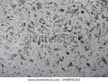 portland roach stone floor slab with fossils