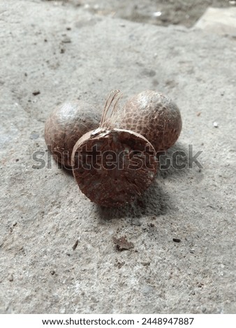 the beauty of areca nut picture for the best background of us