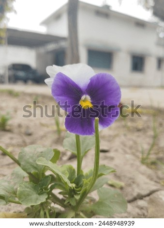 Pansies are Viola hybrids, officially known as Viola x wittrockiana, with a complex ancestry that includes several species. They're short-lived perennials but are used as annuals most commonly.