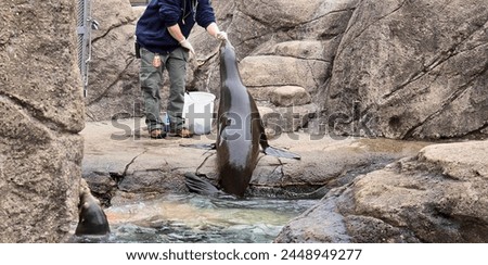 California sea lion (Zalophus californianus) is a coastal eared seal native to western North America. It is one of six species of sea lions. Royalty-Free Stock Photo #2448949277