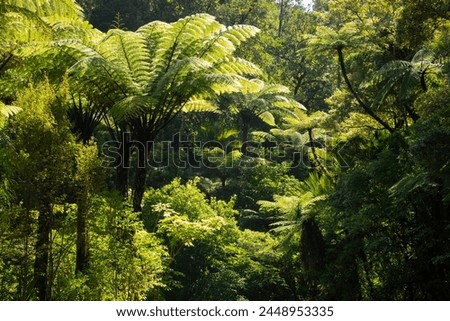 A New Zealand rain forest, Northland.