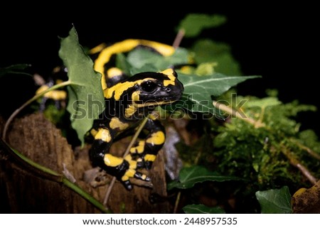Fire salamander
The fire salamander is a common species of salamander found in Europe. It is black with yellow spots or stripes to a varying degree