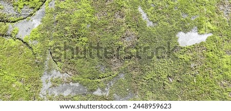 mossy wall texture, taken at close range Royalty-Free Stock Photo #2448959623