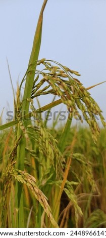Rice plant picture in morning