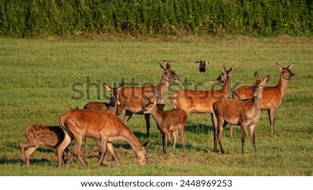 The red deer inhabits most of Europe, the Caucasus Mountains region, Anatolia, Iran, and parts of western Asia. Royalty-Free Stock Photo #2448969253