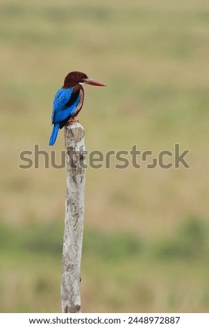 A small kingfisher rests on a pole