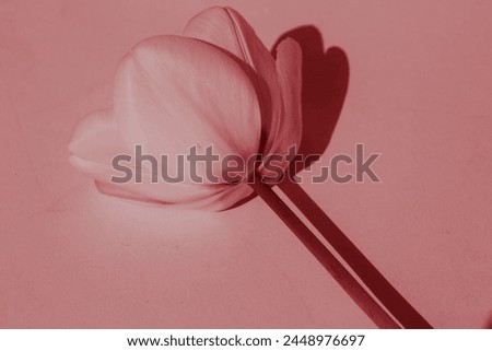 pink tulip on pink background, decoration, birthdaycard