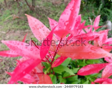 red shoot leaves with water drops after rain