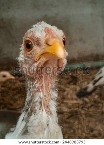 "High-quality stock photos of chicken poultry farms showcasing healthy birds, modern facilities, and efficient operations for agricultural businesses."