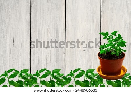 Tomato seedlings. On a white isolated background.Indoor plant seedlings. Concept of gardening, agriculture. Agricultural life. Organic food in the garden. Space for text.Close-up