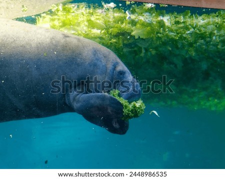 Closeup of a Manatee eating a salad in Beauval zoo, France