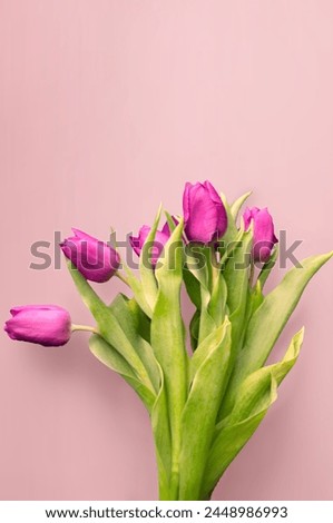Tongue fresh tulips usually considered as innocence flowers and are an extremely pleasant surprise when we give them just without a chance. On wooden background. Tulips on old boards, spring concept. 