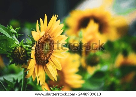 Helianthus Annuus field against sky,
Close-up of sunflowers or Helianthus Annuus on land
Sunflower blooming in Phitsanulok provinces,Close-up of sunflowers blooming outdoors 