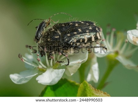 White spotted rose beetle with a second beetle crawling on his back on aronia flowers in spring.  Royalty-Free Stock Photo #2448990503