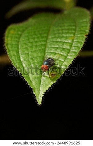 An oriental latrine fly, Chrysomya megacephala, resting of a leaf. Royalty-Free Stock Photo #2448991625