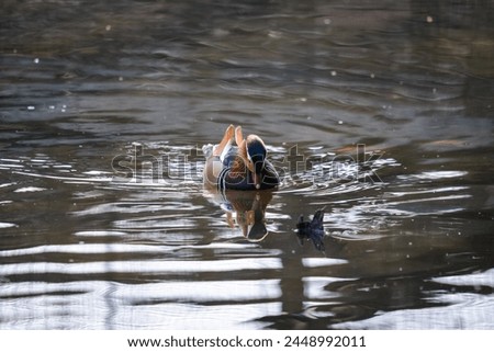A duck swims on a lake, A bird in its nature, An animal in the park