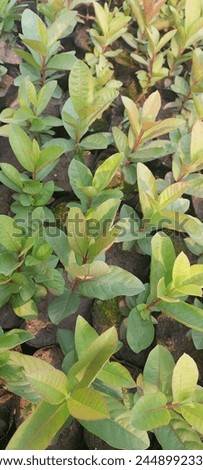 Guava saplings, useful for wild animals and humans, are grown in thousands in the nurseries of the Forest Department of Nepal and the saplings are made available free of cost to the Nepalese people. Royalty-Free Stock Photo #2448992331