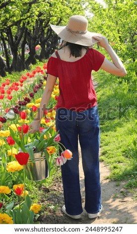 Young girl with wide  straw boater hat in the field of Tulips in spring while harvesting flowers Royalty-Free Stock Photo #2448995247
