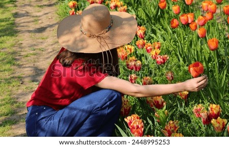 Young girl with wide  straw boater hat in the field of Tulips in spring while harvesting flowers Royalty-Free Stock Photo #2448995253