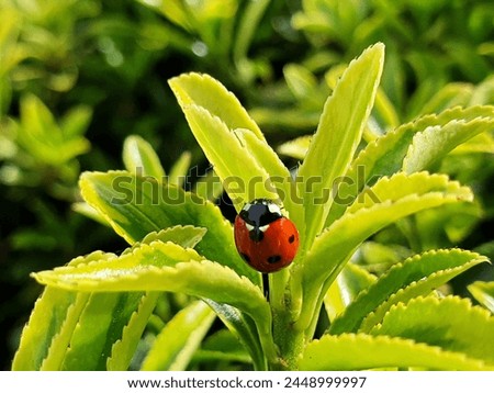 A picture of a ladybird on a leaf. Hedge End, Southampton, England, UK. 12th April 2024. 