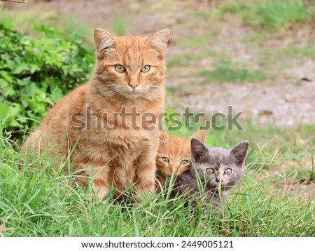 cat with kittens in the lawn