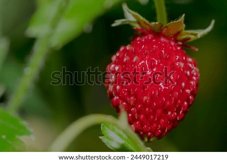 A small, ripe sweet wild strawberry on a peduncle. A sweet fruit grown in a flower bed by an amateur gardener.  Royalty-Free Stock Photo #2449017219
