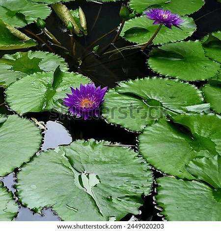 The blue lotus flower is an extraordinary natural beauty that many people think of as a blue lotus in the ocean.  The color of this flower is the deep blue of most marine areas 