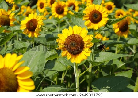 Blooming sunflower fields. Beautiful yellow flower