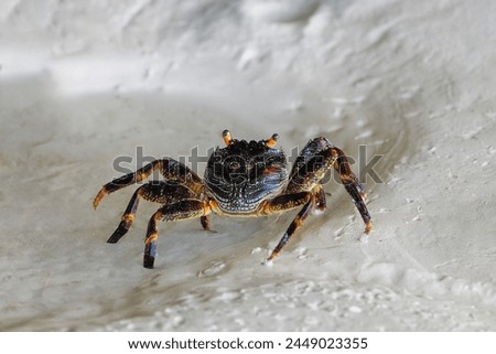 The palm crab (Birgus latro) belongs to the order of decapods (Decapoda). It has a wide cephalothorax and five pairs of legs, the first of which are pincers.. Zanzibar