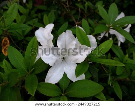Fresh white Rhododendron flowers in full bloom during spring. Pure white Azalea flowers of garden shrub. Beautiful floral image.