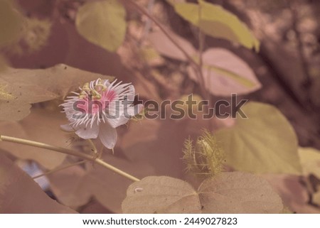 infrared image of wild Passiflora foetida flower in the bushy meadow.