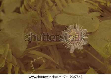 infrared image of wild Passiflora foetida flower in the bushy meadow.