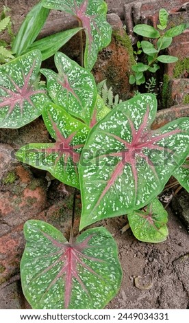 Beautiful Heart-Shaped Caladium bicolor Leaves